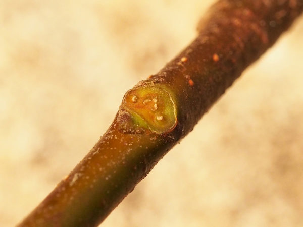 Stem-side leaf scar, Alder, 6 hrs.