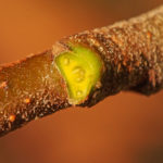 Stem-side leaf scar, Alder, fresh