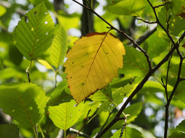 Alder leaf ready to drop, Earth Sanctuary, Whidbey Island, WA