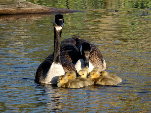 Young goslings snuggle with parent Canada geese