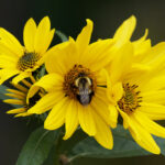 Bumblebee on aster