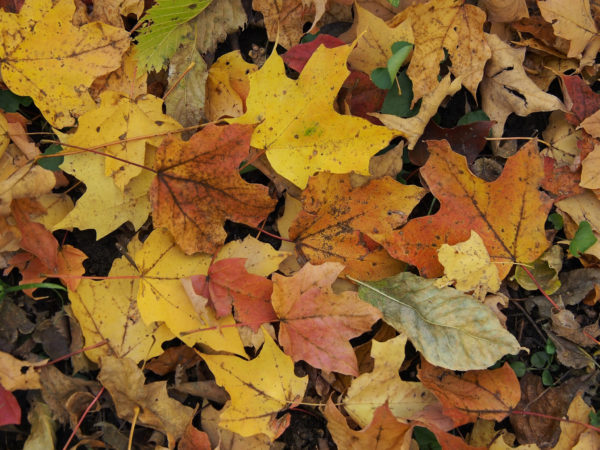 Autumn leaf litter, Minnesota
