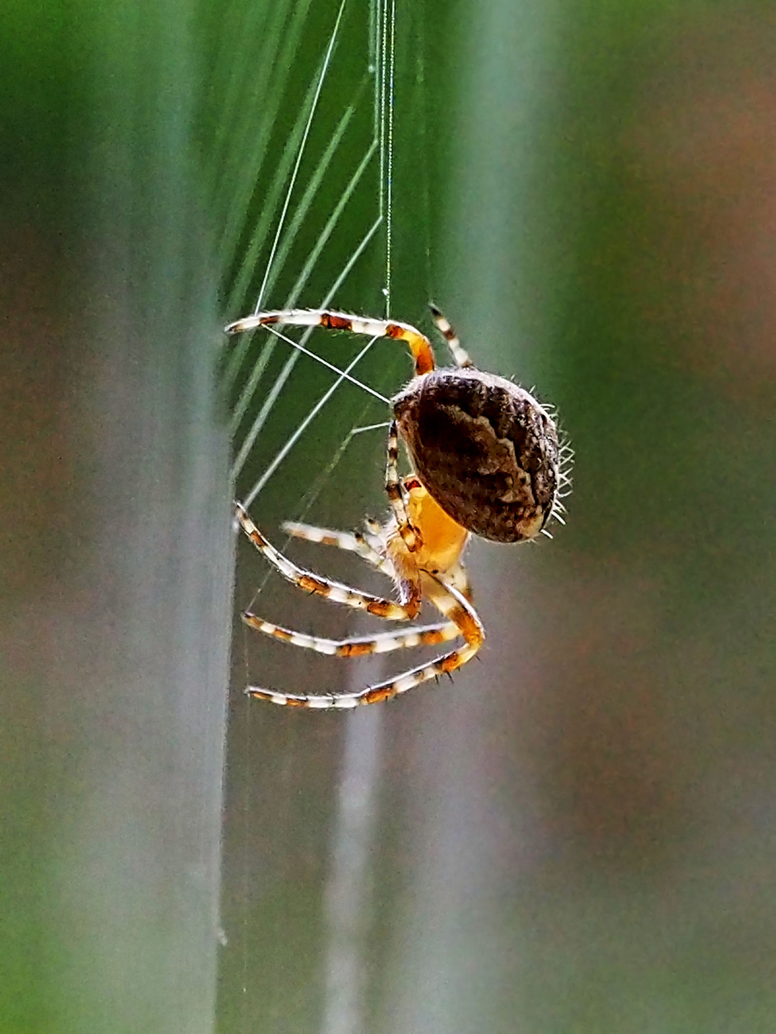 Spider genes put a new spin on arachnids' potent venoms, stunning silks,  and surprising history, Science