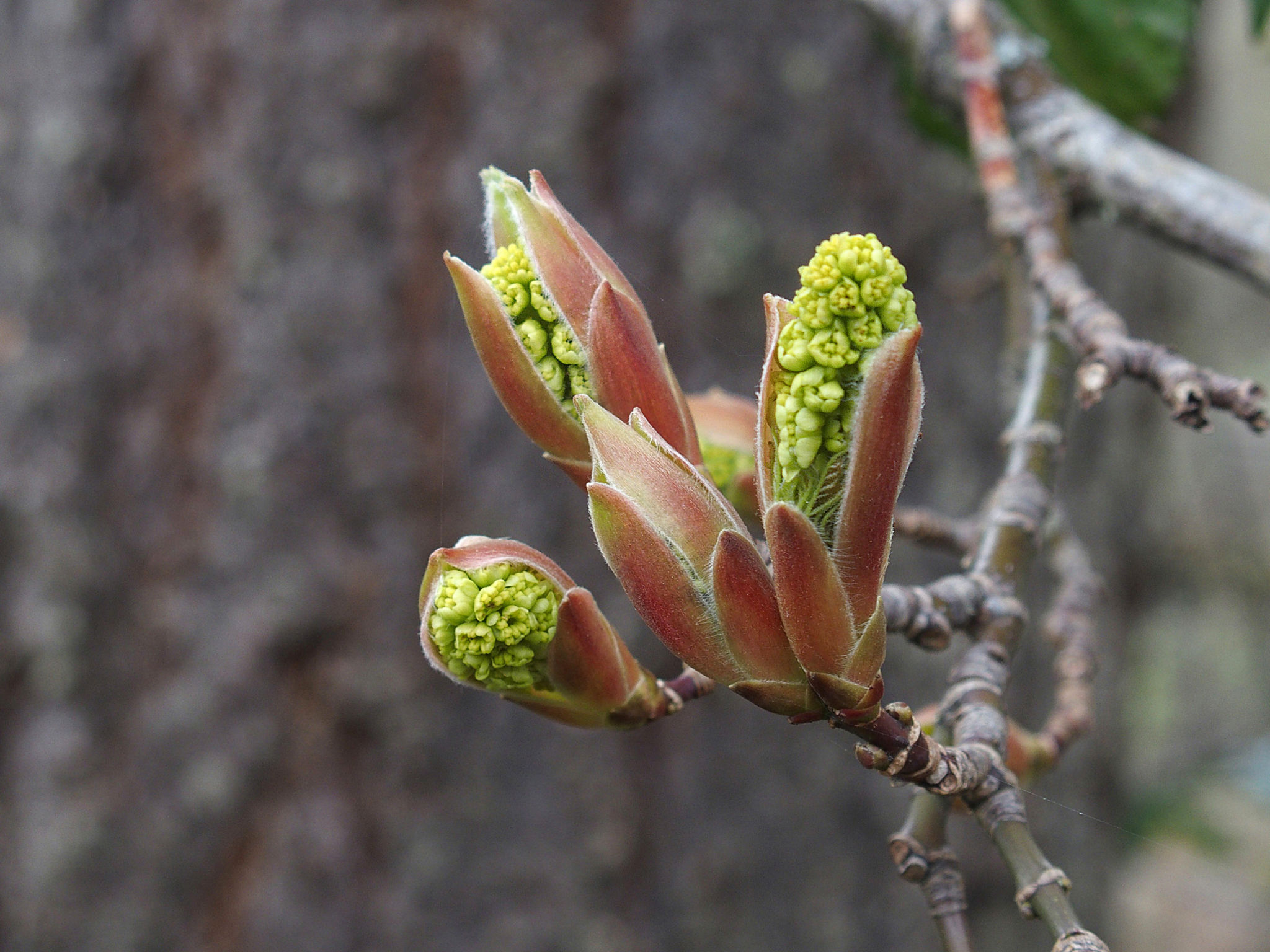 The Buds of Spring – Nature's Depths