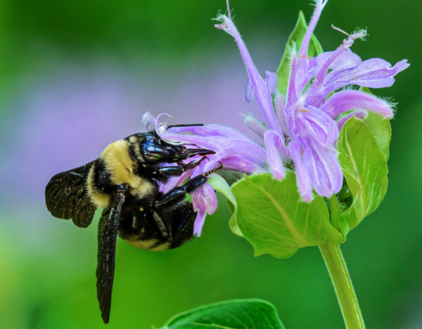 Bumblebee on Monarda