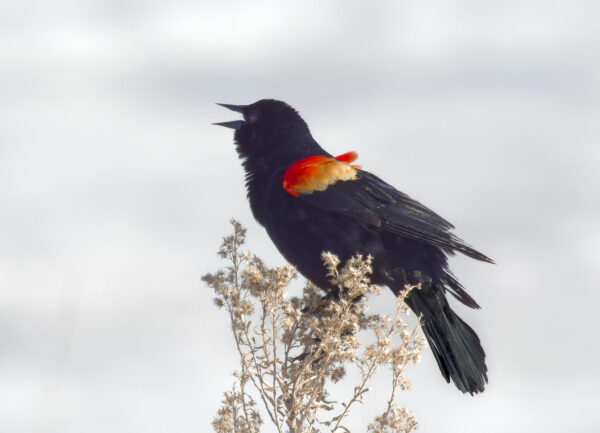 Redwing blackbird claims territory