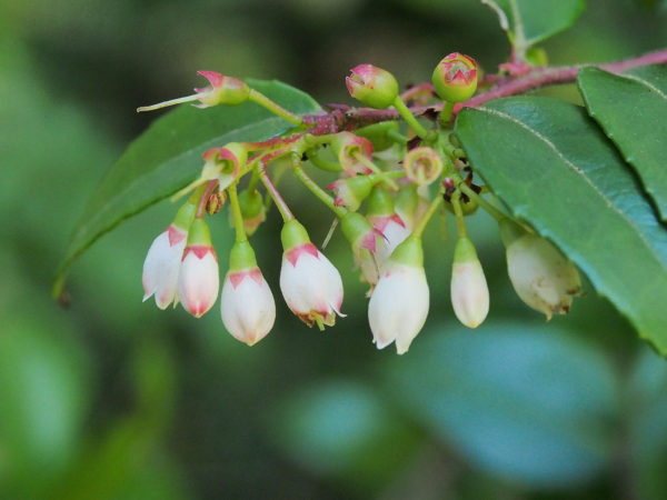 Chinook evergreen huckleberry flowers