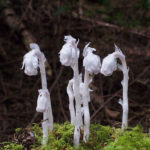 Cemetery Woods Indian Pipe Cluster