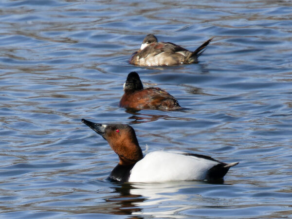 Canvasback and ruddy duck pair