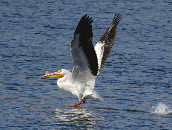 Pelican takes off