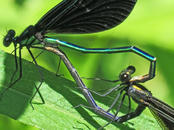Jewelwing Mating Pair Close-Up