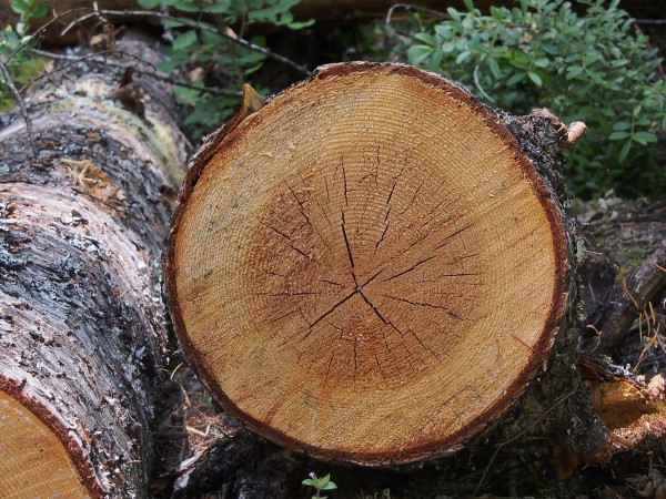 Cut Douglas fir