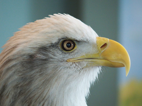 Bald eagle at National Eagle Center, Minnesota