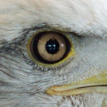 Bald eagle eye close up