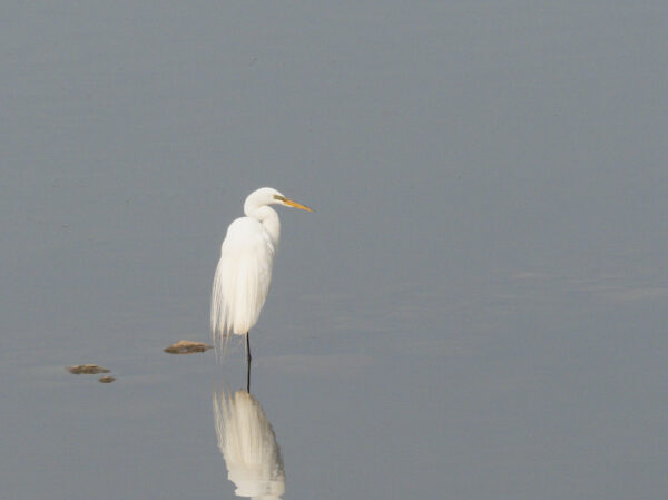 Egret on Smooth Gray