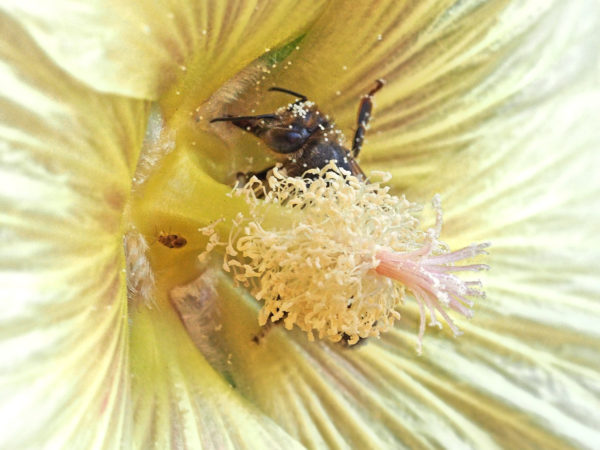 Bumblebee probing nectary