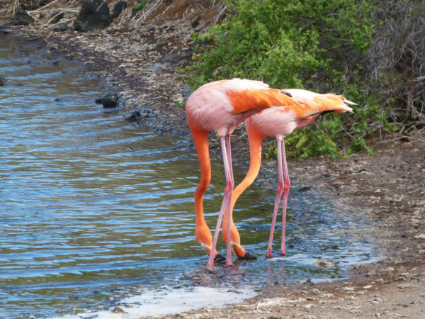 Flamingo pair, Galapagos Islands