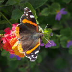 Red admiral, top view
