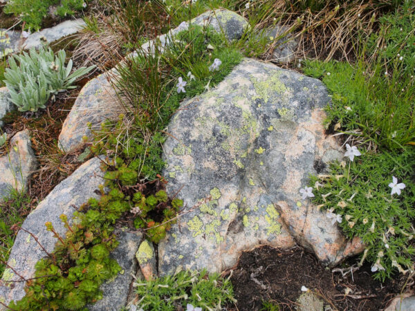 Hart's Pass Lichens