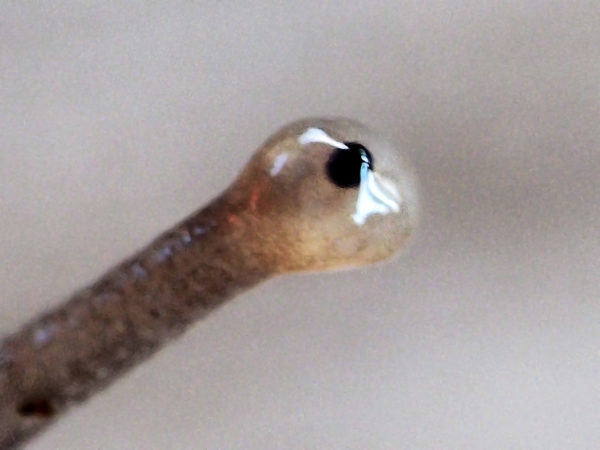 Eye of garden snail, Washington