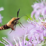 Hummingbird Moth on Monarda