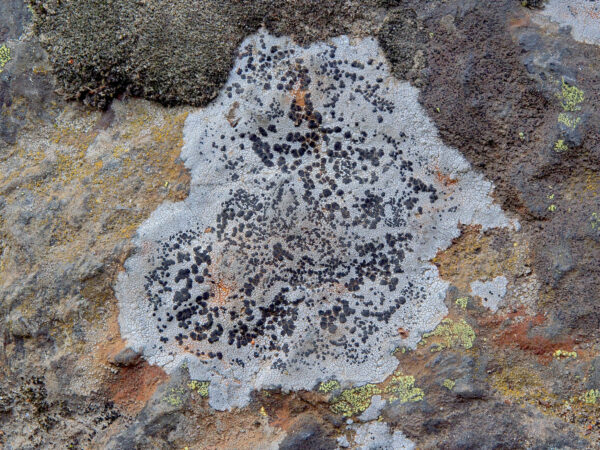 Icicle Creek - Dry Rock Lichens