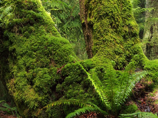 A World of Green, South Whidbey State Park - John Palka