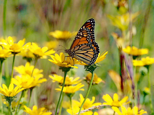 Monarch feeding on false sunflower