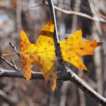 Autumn red oak, Minnesota