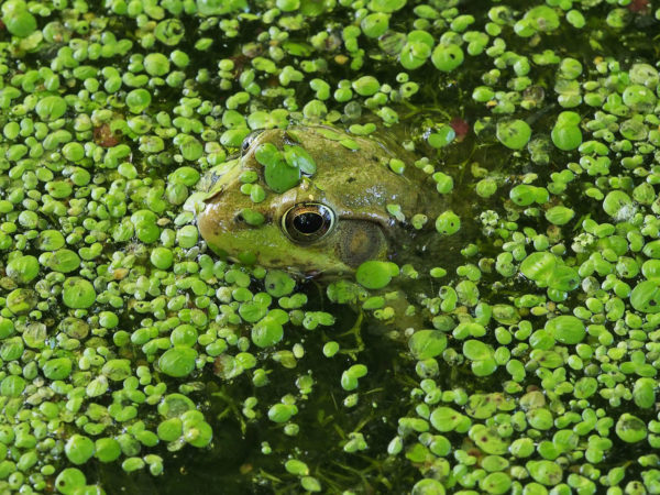Green frog in Minnesota pond