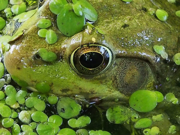 Eye of green frog, detail