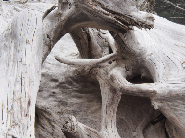 Complexity of roots as seen in driftwood