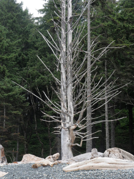 Silver forest spruce