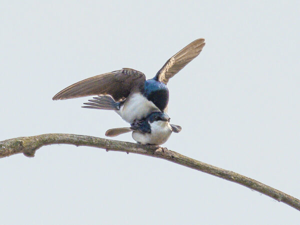 Tree swallows mating