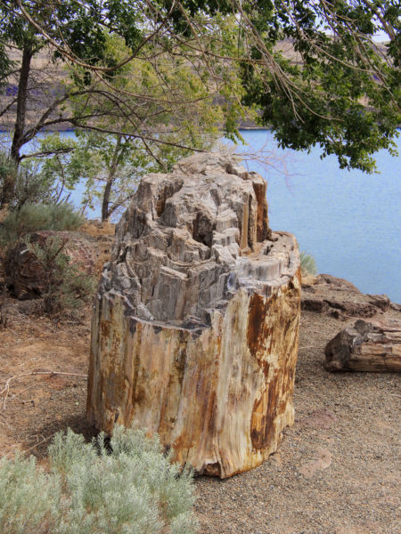 Petrified tree trunk, Ginkgo/Wanapum State Park